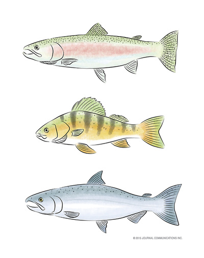 steelhead trout, yellow perch, coho salmon